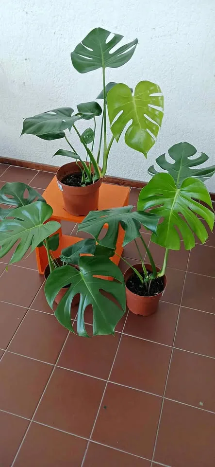 Monstera Deliciosa XL 1.5m maceta cerámica — 1