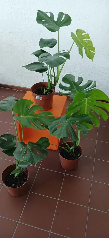 Monstera Deliciosa XL 1.5m maceta cerámica — 2